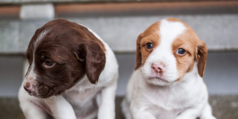 Treating fleas on puppies