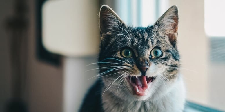 Katze Riecht Verwest Aus Dem Maul wamiz.de