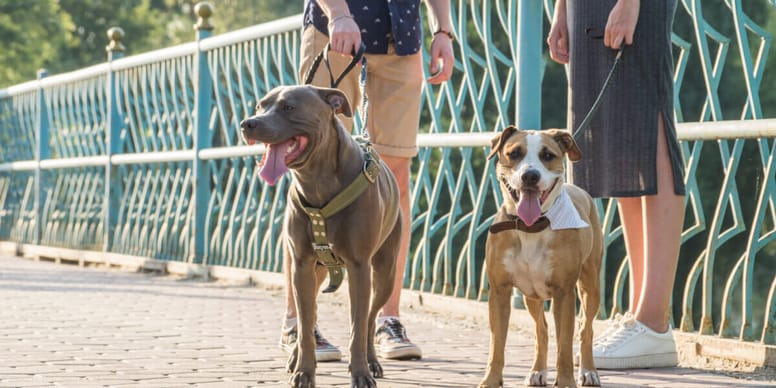 Rüde oder Hündin, Männchen oder Weibchen Was passt zu mir?