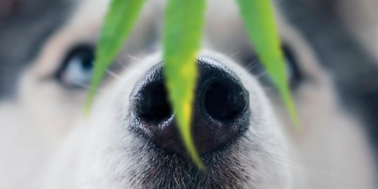 Giftige Pflanzen fr Hunde im Garten und in der Wohnung