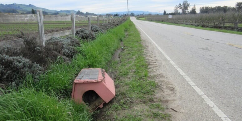Doghouse found on roadside surprises drivers when they see who’s inside