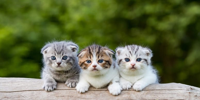 Das Schönste Mädchen Der Welt Kostenlos Anschauen Herrlich süße Katzen: Die 10 niedlichsten Rassen