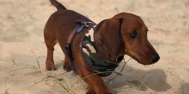 Southwold Sausage dog walk to set record in attendance this year