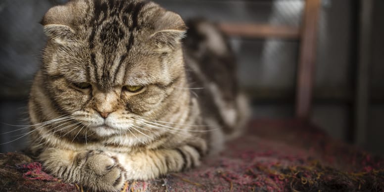 Arthrose bei Katzen Symptome, Ursachen, Behandlung