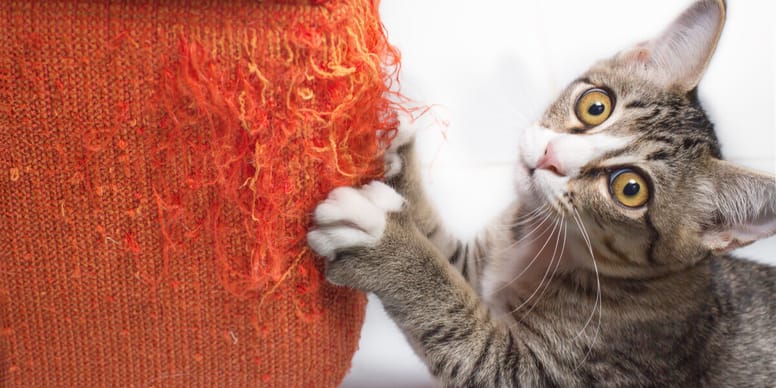 Katze kratzt an Tapete, Tür oder Sofa. Was tun?