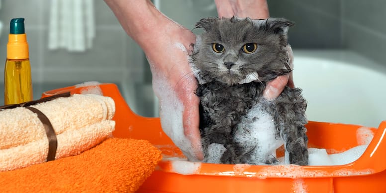 How can you wash a cat?