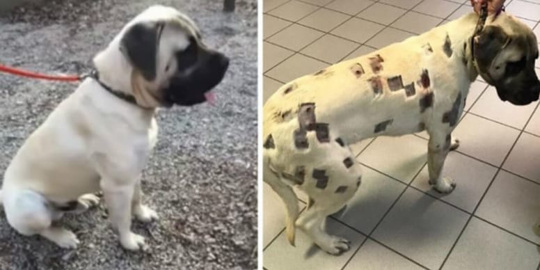 Donna nota dei buchi nella pelle del cane e va subito dal veterinario