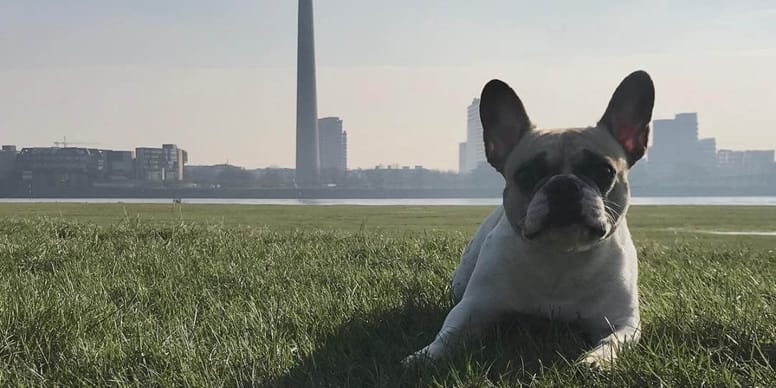 Wie Teuer Ist Eine Hundesteuer Hundesteuer Düsseldorf: Wie teuer ist sie 2024?