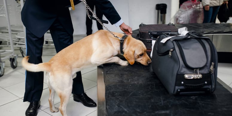 Can Police Dogs Smell Nicotine