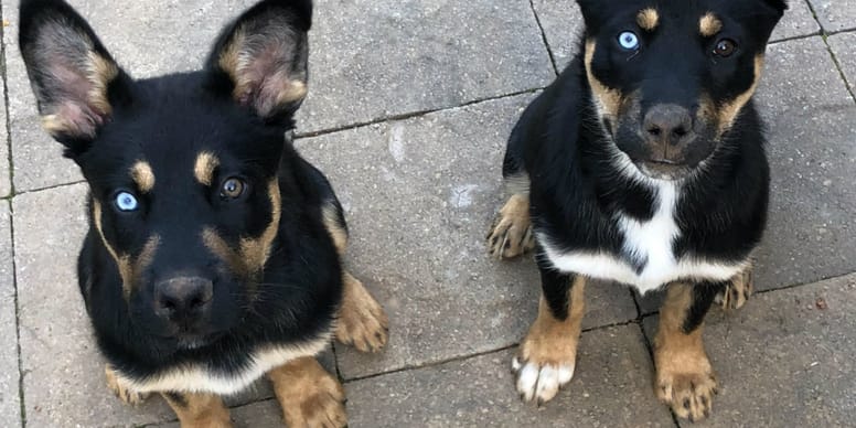 Guía para conocer cómo es el rottsky