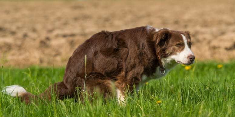 Here's why your dog is pooping blood