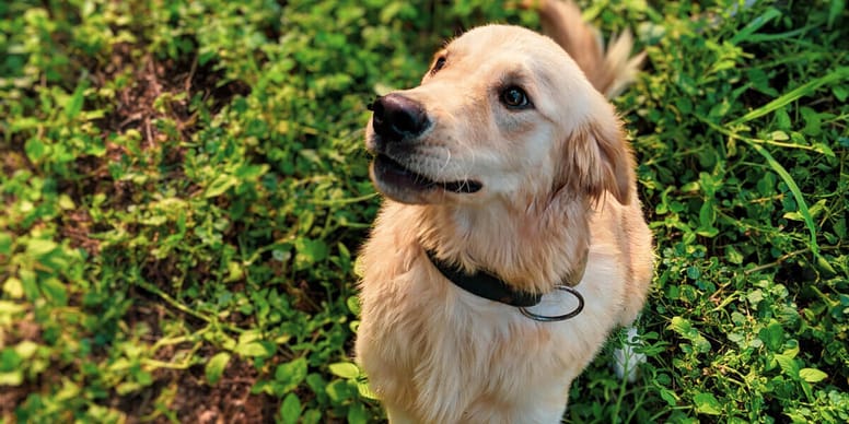 Why is my dog afraid of other dogs?