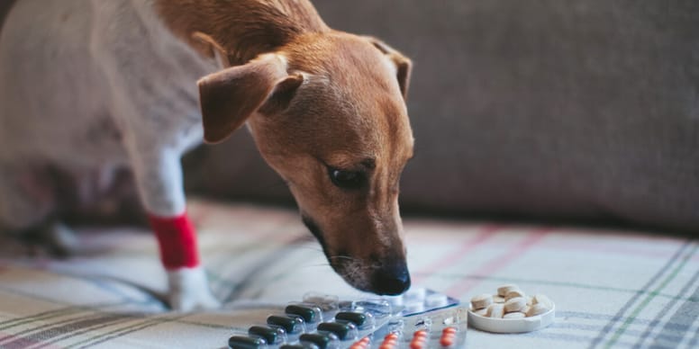 Image showcasing What human medicines can we give to dogs?
