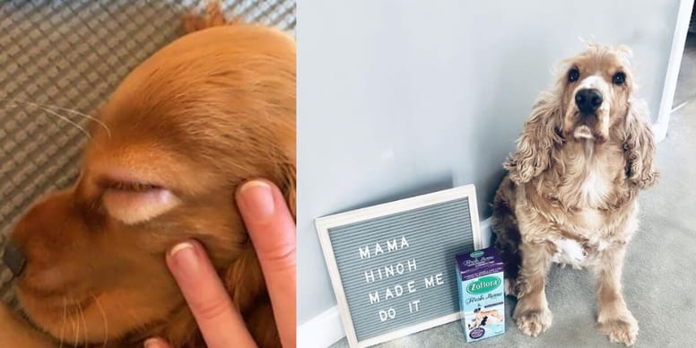 Zoflora poisoning hidden dangers for dogs in cult cleaning products