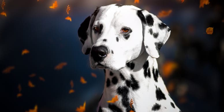 Hunde Schwarz Weiss