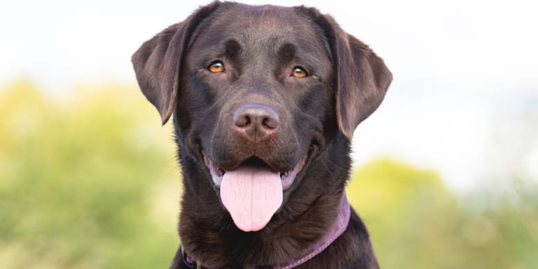 Labrador English Breed Yellow English Lab Best Labrador Breeders