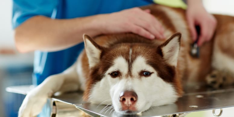 Getting a dog spayed Information, price, advantages and disadvantages