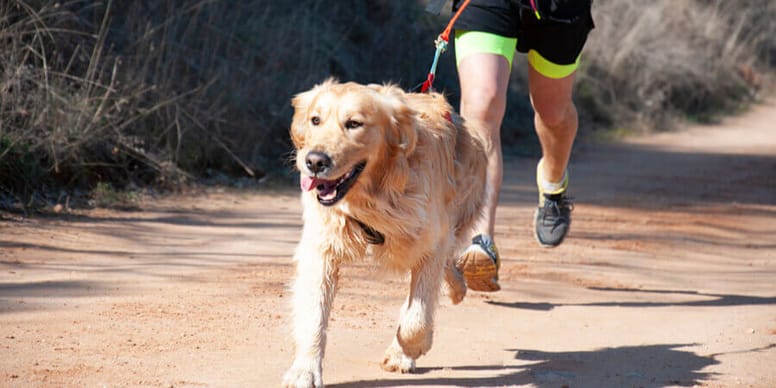 Canicross lernen Alles, was Sportler mit Hunden wissen müssen