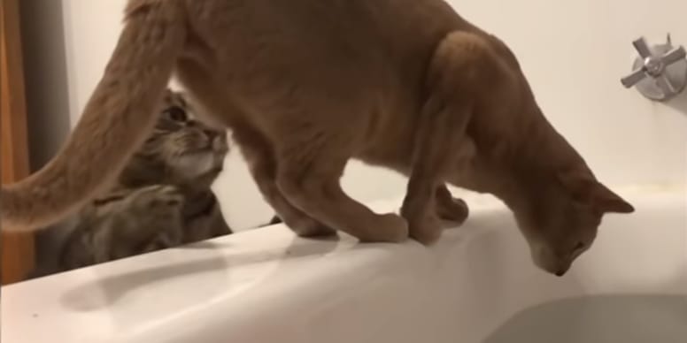 Cat creeps up behind unsuspecting brother near bath for cheeky prank (video)
