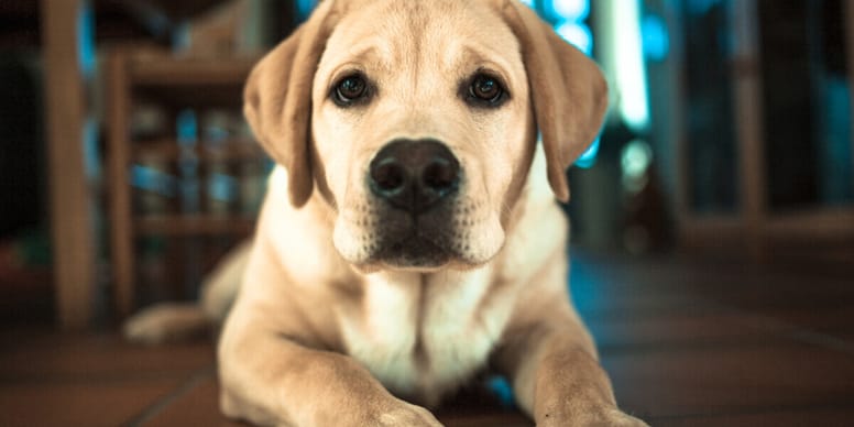 Why is my dog shivering?