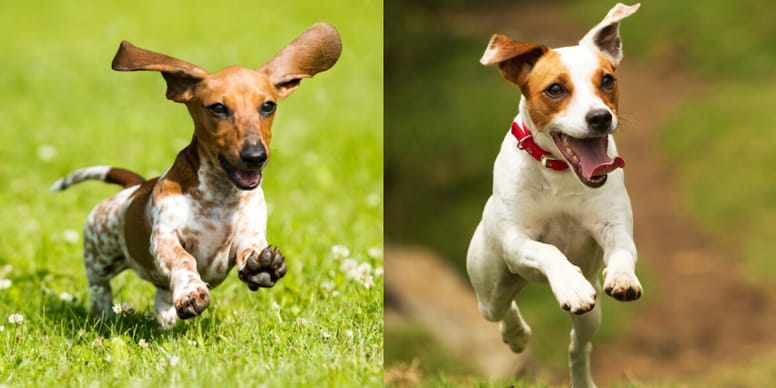 Discount jack russell dachshund beagle mix Cheap Sale