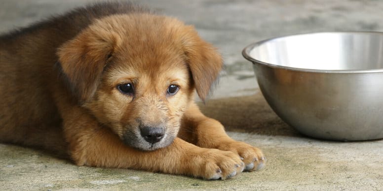 Why won't my dog drink water?