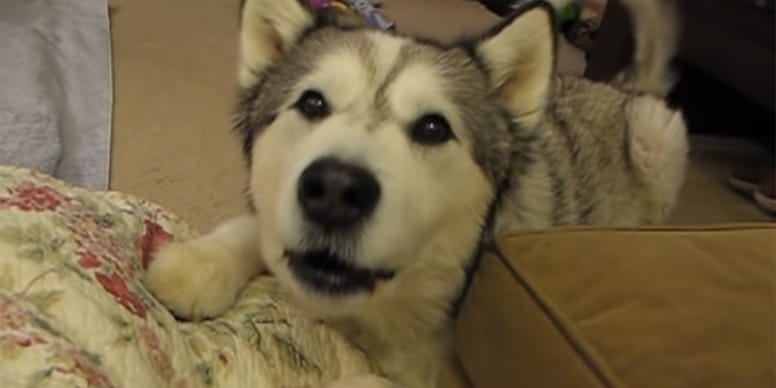 Impatient Malamute’s dramatic tantrum over dinner time leaves owners in stitches