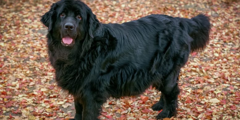 Phantom pregnancy in dogs signs and causes