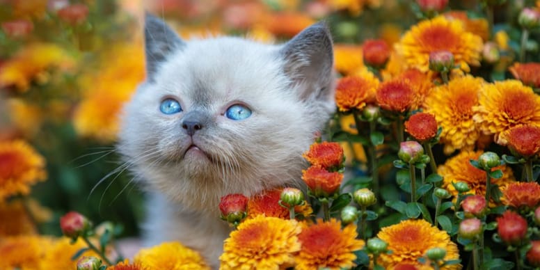 Sind Chrysanthemen giftig für Katzen?