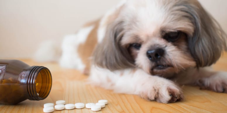My dog ate ibuprofen and is fine what should I do?