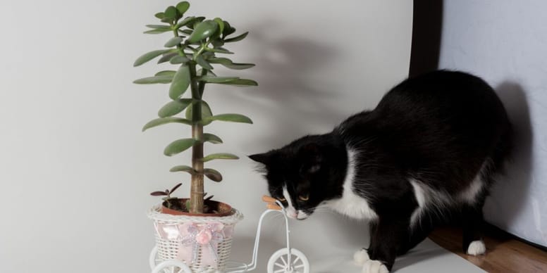 Geldbaum Giftig für Katzen?