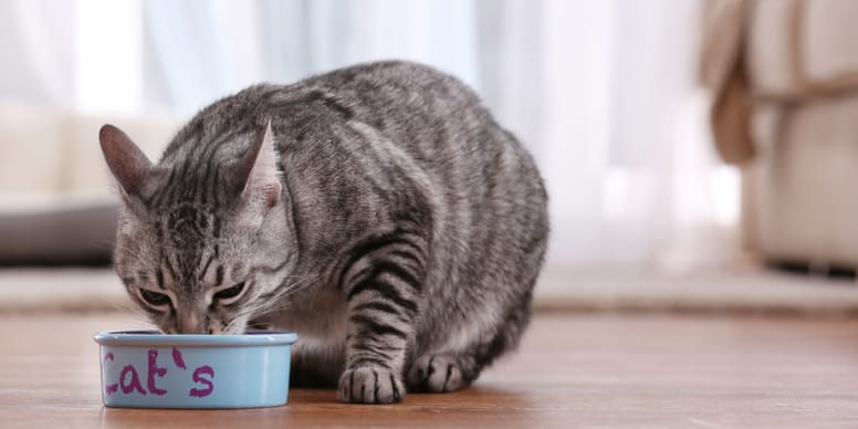 What Can I Feed My Cat With Kidney Disease what-can-i-feed-my-cat-with-kidney-disease