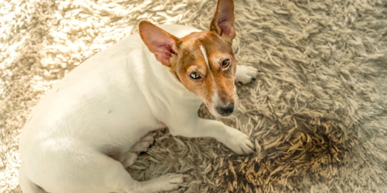 Why is my dog having accidents in the house all of a sudden?