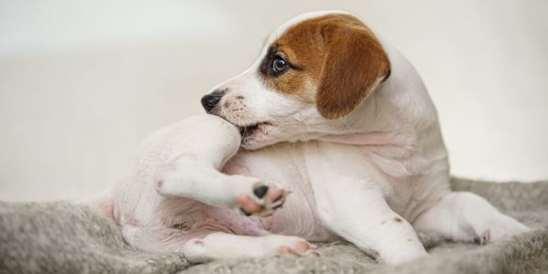 Mein Hund Haut Vom Grundstück Ab Was Tun Hautkrankheiten bei Hunden erkennen und behandeln