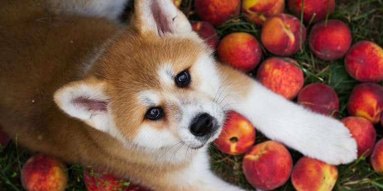 Dürfen Hunde Pfirsiche essen?
