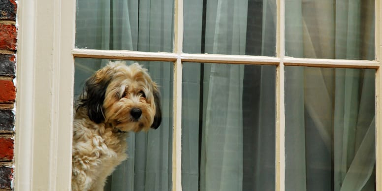 How long can you legally leave a dog alone in the UK?