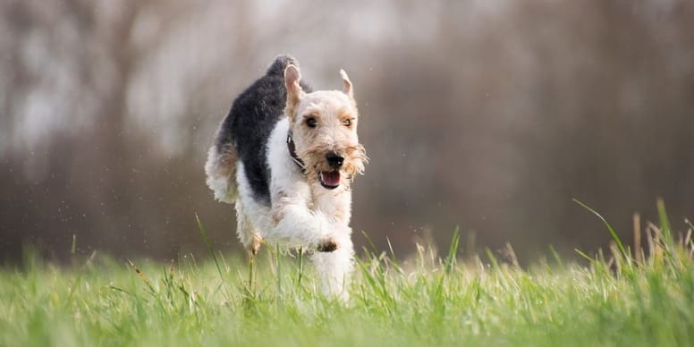 Dog zoomies Why do dogs run around in circles like crazy?