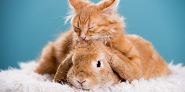 How to introduce a cat to a rabbit