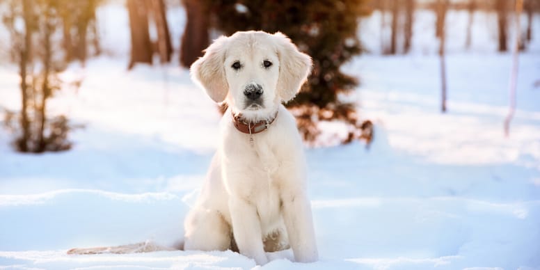 Immunsystem stärken: Hund und Welpe im Winter