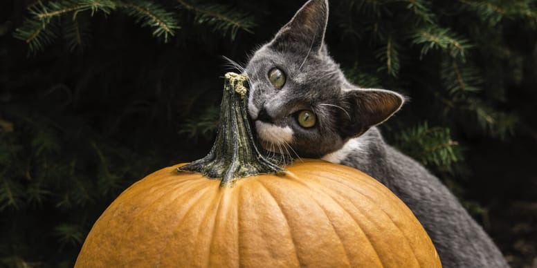Can cats eat pumpkin?