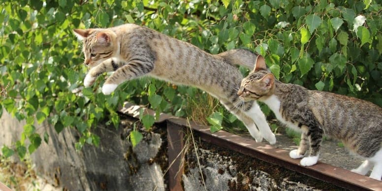 Does a cat really have nine lives?