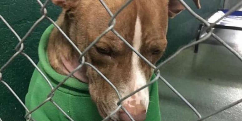 Ten porzucony piesek ubrany w świąteczny sweterek, to najsmutniejszy widok w schronisku