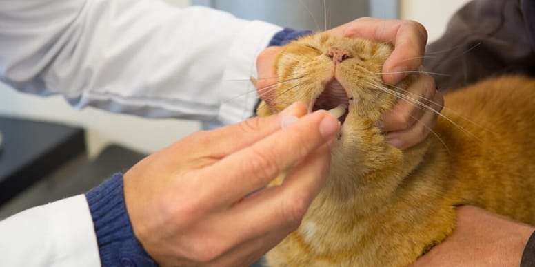 Why do cats fake chew? Vet's explanation leaves owner stunned