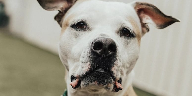 El mejor regalo de Reyes del mundo: encontrar a su pitbull robado hace 9 años