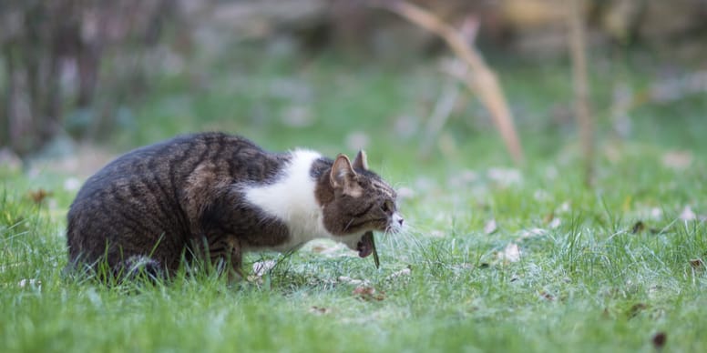 Katze erbricht Würmer: Warum und was tun?