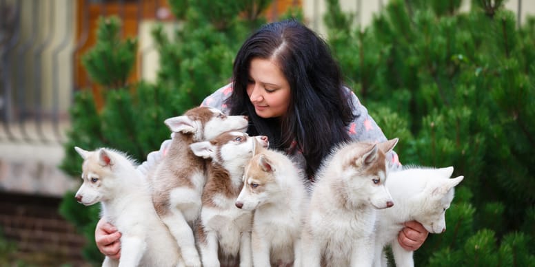 Buying from a dog breeder How to find a reputable breeder