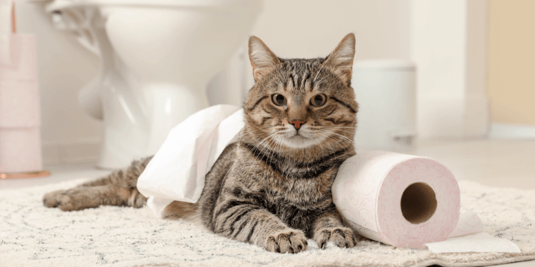 4 reasons why your cat follows you to the bathroom Wamiz