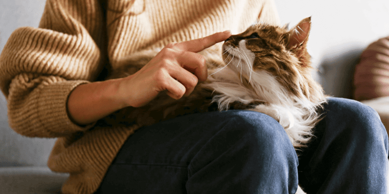 How do cats recognise their owners? Wamiz