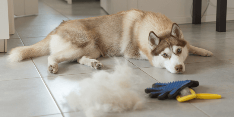 Dog shedding Why do dogs shed more in the spring?