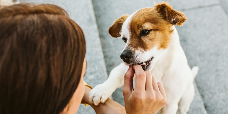 Dog training treats UK 2024 Our guide for best products